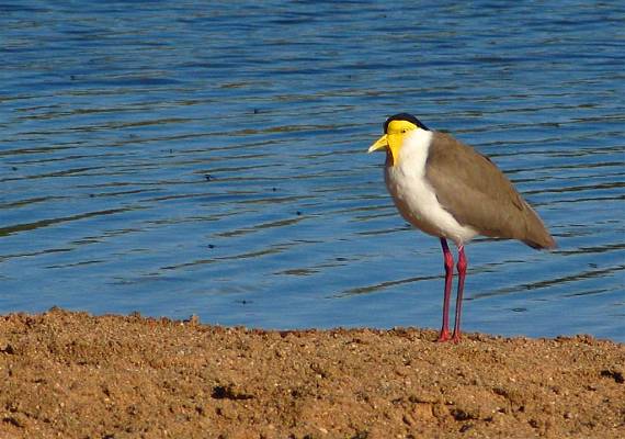 masked Lapwings Vanellus miles