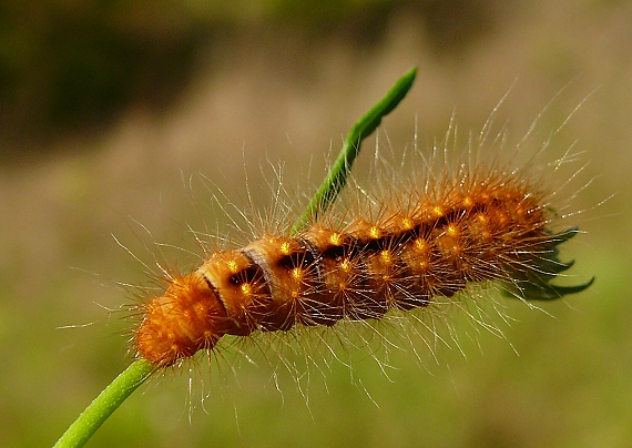 mramorovka rakytová Acronicta auricoma