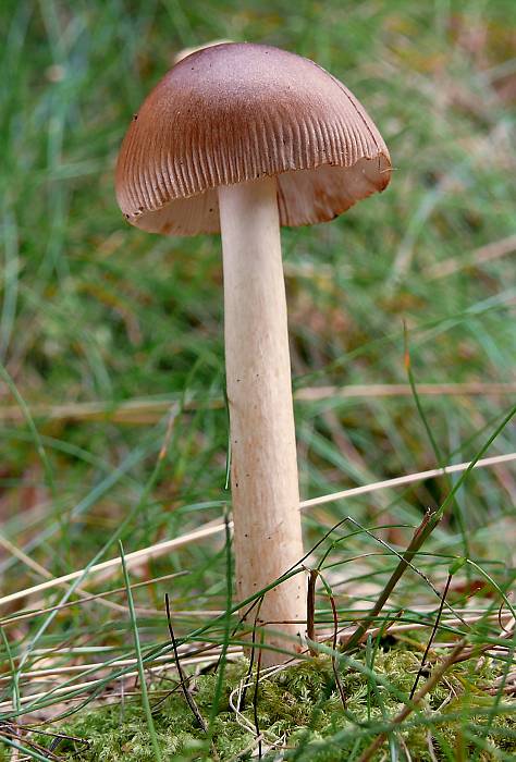 muchotrávka plavohnedá Amanita fulva Fr.