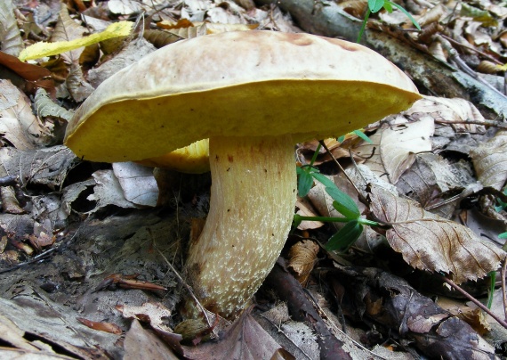 hríb jamkatý Hemileccinum depilatum (Redeuilh) Šutara