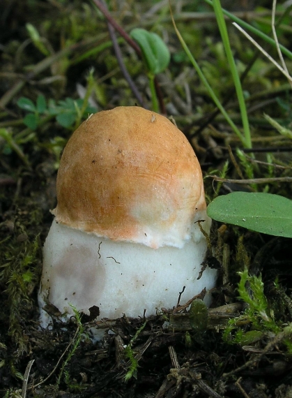 kozák osikový Leccinum albostipitatum den Bakker & Noordel.