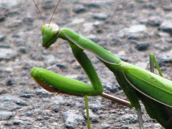 modlivka zelená Mantis religiosa