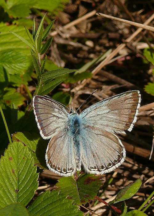 modráčik vikový Polyommatus coridon