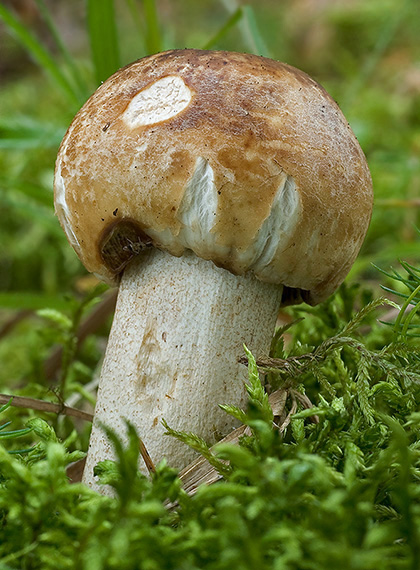 plávka smradľavá Russula foetens Pers.