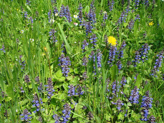 zbehovec plazivý Ajuga reptans cum Taraxacum officinale