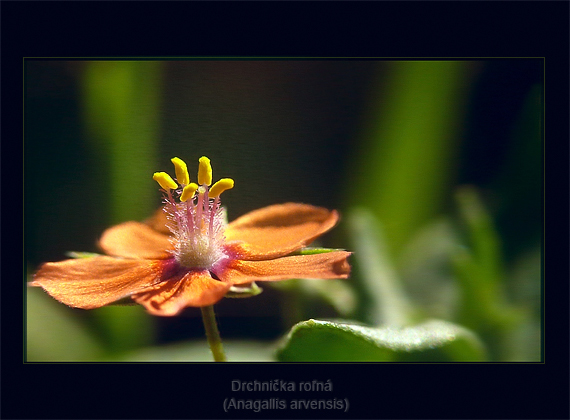 drchnička roľná Anagallis arvensis L.