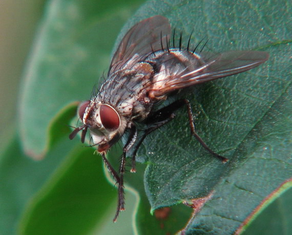 bzučivka obyčajná Calliphora vicina (?)