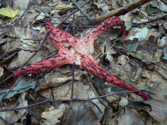 mrežovka kvetovitá Clathrus archeri (Berk.) Dring