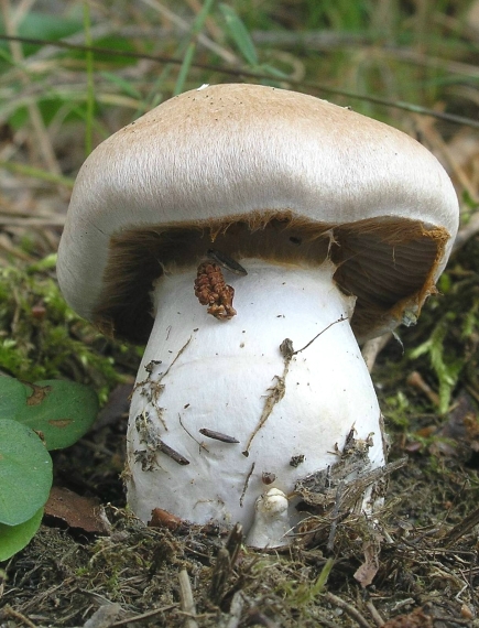 pavučinovec Cortinarius sp.