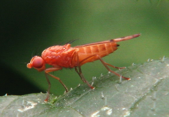 Dryomyza sp.