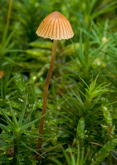 kapucňovka Galerina sp.