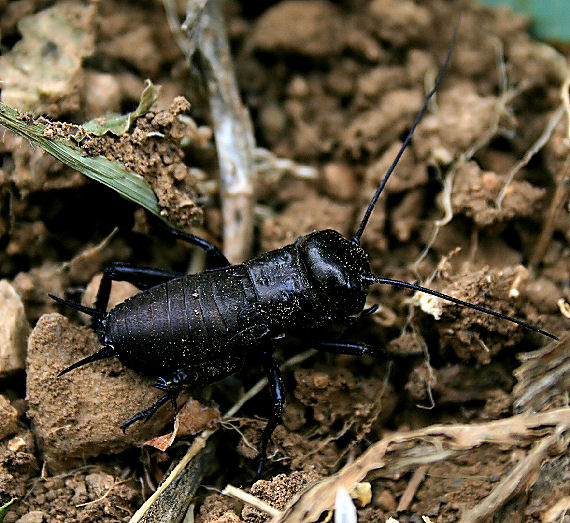 svrček poľný Gryllus campestris