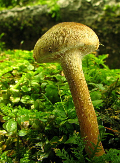 vláknica Inocybe sp.