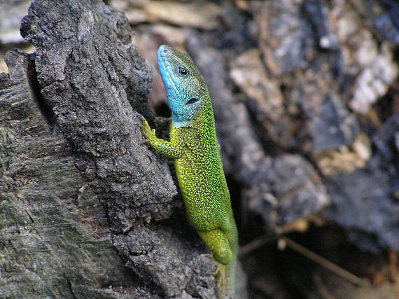 jašterica zelená Lacerta viridis Laurenti, 1768