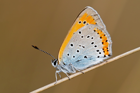 ohniváčik veľký Lycaena dispar