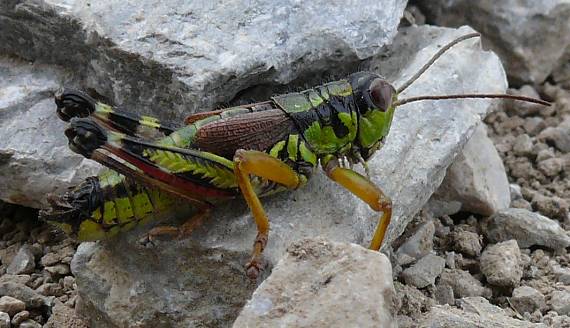 koník vrchovský Miramella alpina alpina