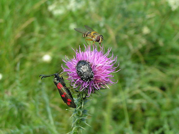 chrobak... Oxythyrea funesta Poda, 1761