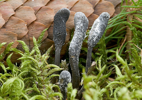 žezlovka srnková Tolypocladium ophioglossoides (J.F. Gmel.) Quandt, Kepler & Spatafora