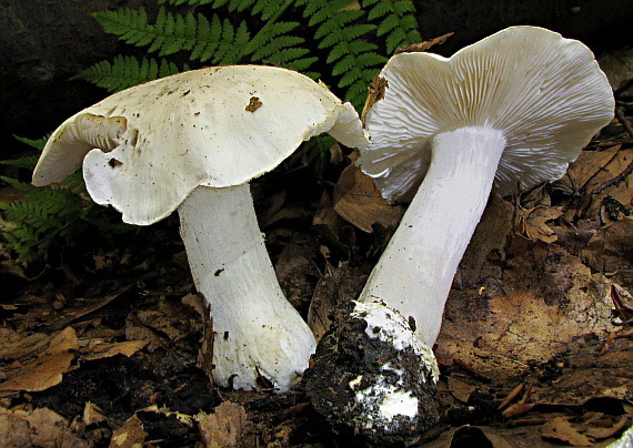 čírovka hodvábna Tricholoma columbetta (Fr.) P. Kumm.