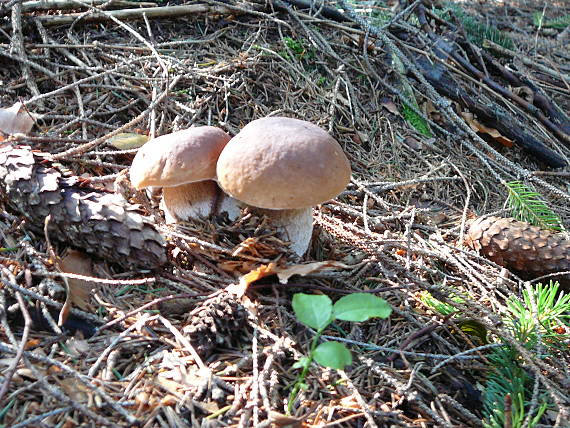 hríb smrekový Boletus edulis Bull.