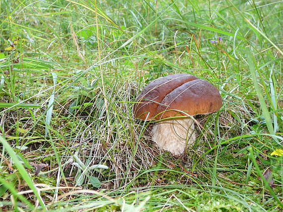 hríb smrekový Boletus edulis Bull.