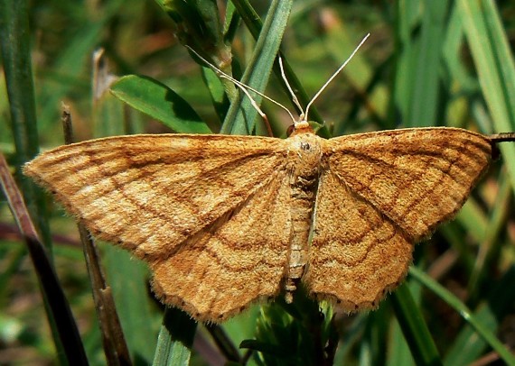 piadica okrová Idaea ochrata