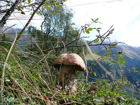 kozák brezový Leccinum scabrum (Bull.) Gray