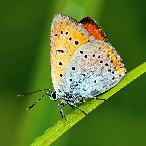 ohniváčik veľký Lycaena dispar