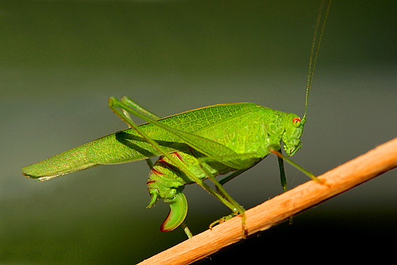 kobylka krídlatá Phaneroptera falcata