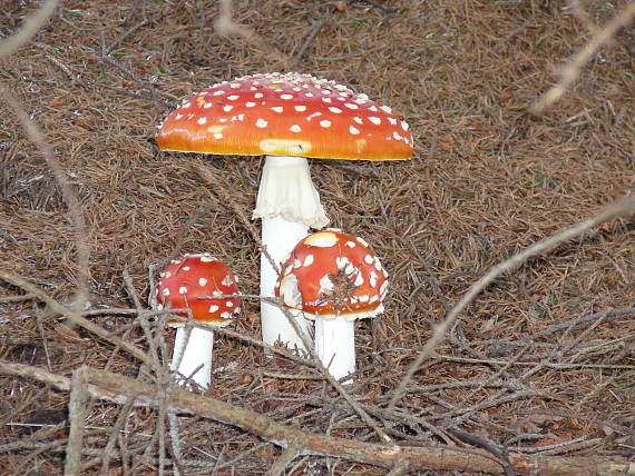 muchotrávka červená Amanita muscaria (L.) Lam.