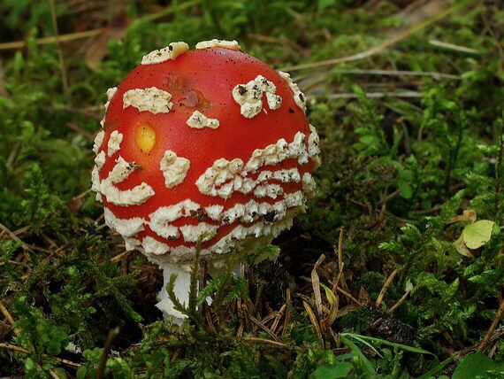 muchotrávka červená Amanita muscaria (L.) Lam.