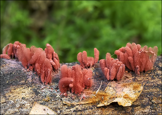 mištička nahá Arcyria denudata (L.) Wettst.