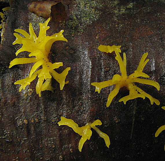 parôžkovec malý Calocera cornea (Fr.) Loud.