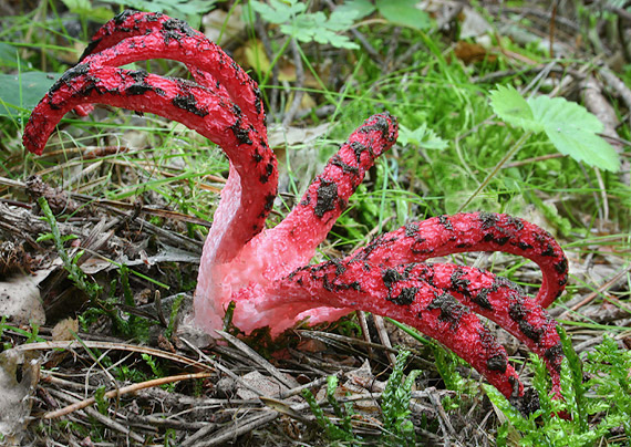 mrežovka kvetovitá Clathrus archeri (Berk.) Dring