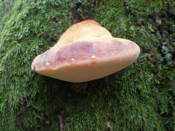 pečeňovec dubový Fistulina hepatica (Schaeff.) With.