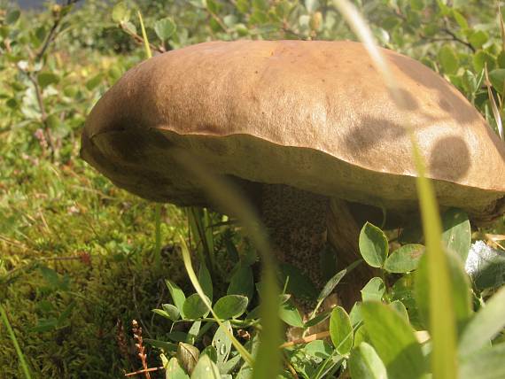 kozák (islandský) Leccinum