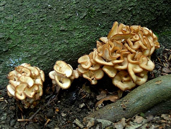 húževnatček ulitovitý  Lentinellus cochleatus (Pers.) P. Karst.