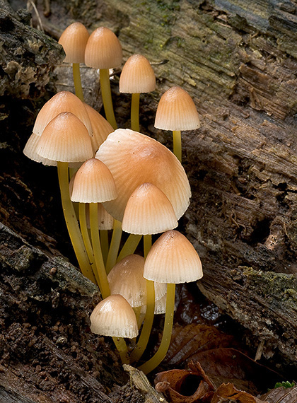 prilbička žltohlúbiková Mycena renati Quél.