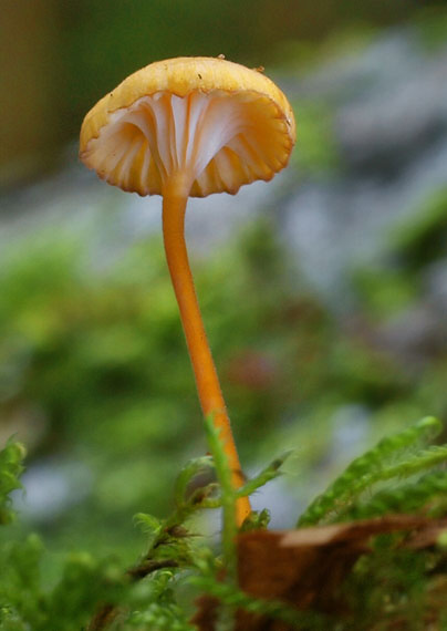 machovček oranžový Rickenella fibula (Bull.) Raithelh.