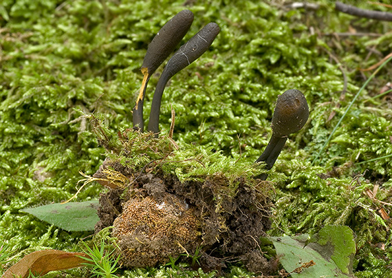 žezlovka srnková Tolypocladium ophioglossoides (J.F. Gmel.) Quandt, Kepler & Spatafora