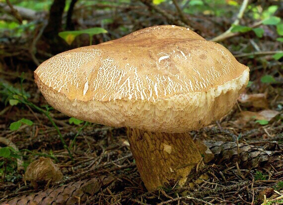 podhríb žlčový Tylopilus felleus (Bull.) P. Karst.