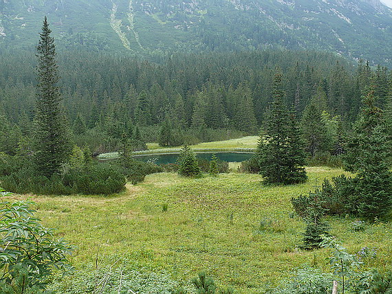 zožerie nám Tatry kôrovec?  5