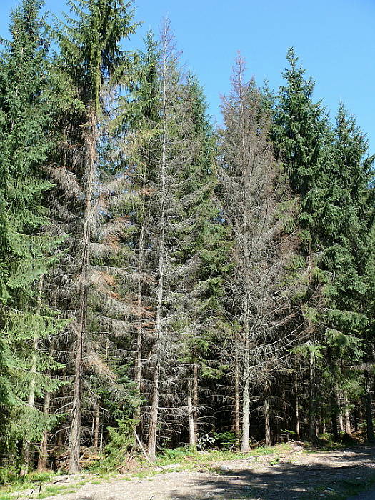 zožerie kôrovec Vysoké Tatry?  2