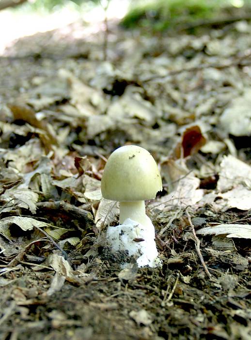 muchotrávka zelená Amanita phalloides  (Vaill. ex Fr.) Link