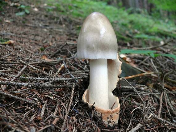 muchotrávka pošvatá Amanita vaginata (Bull.) Lam.