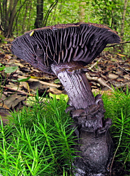 pavučinovec fialový Cortinarius violaceus (L.) Gray