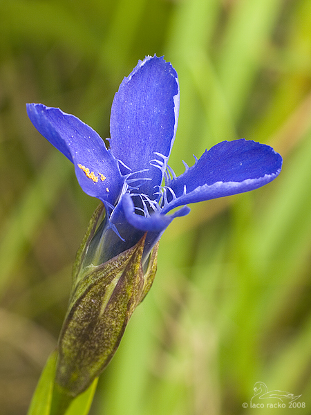 pahorec brvitý Gentianopsis ciliata (L.) Ma