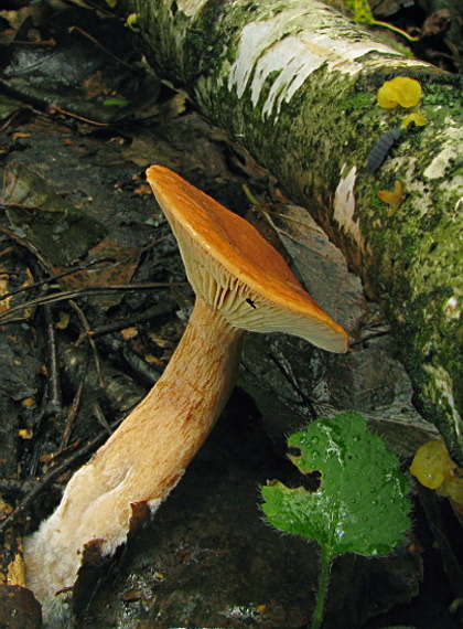 rýdzik Lactarius sp.