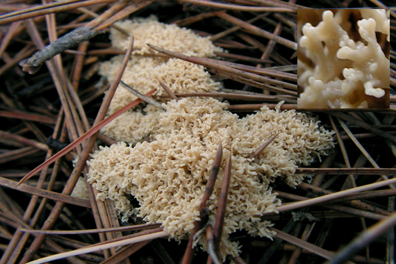 slizovka Myxomycetes