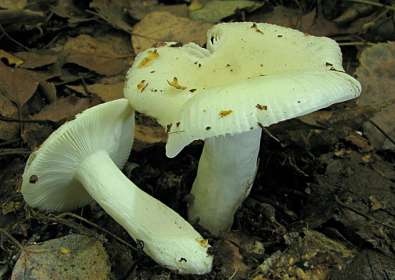 plávka Raoultova Russula raoultii Quél.